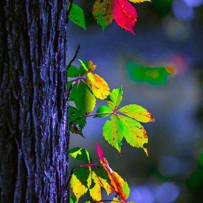 安博.体育下载手机版